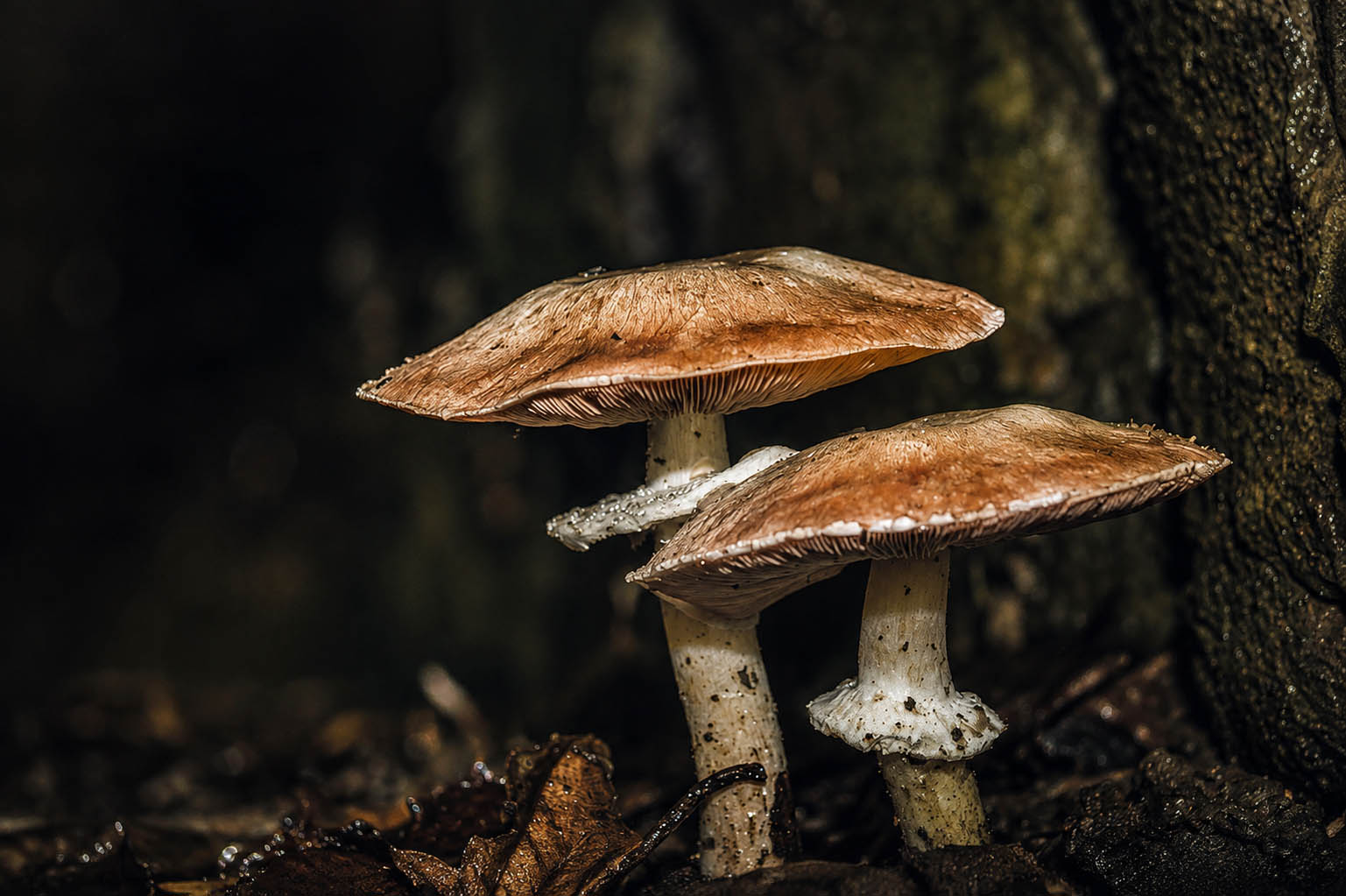 Setas del bosque