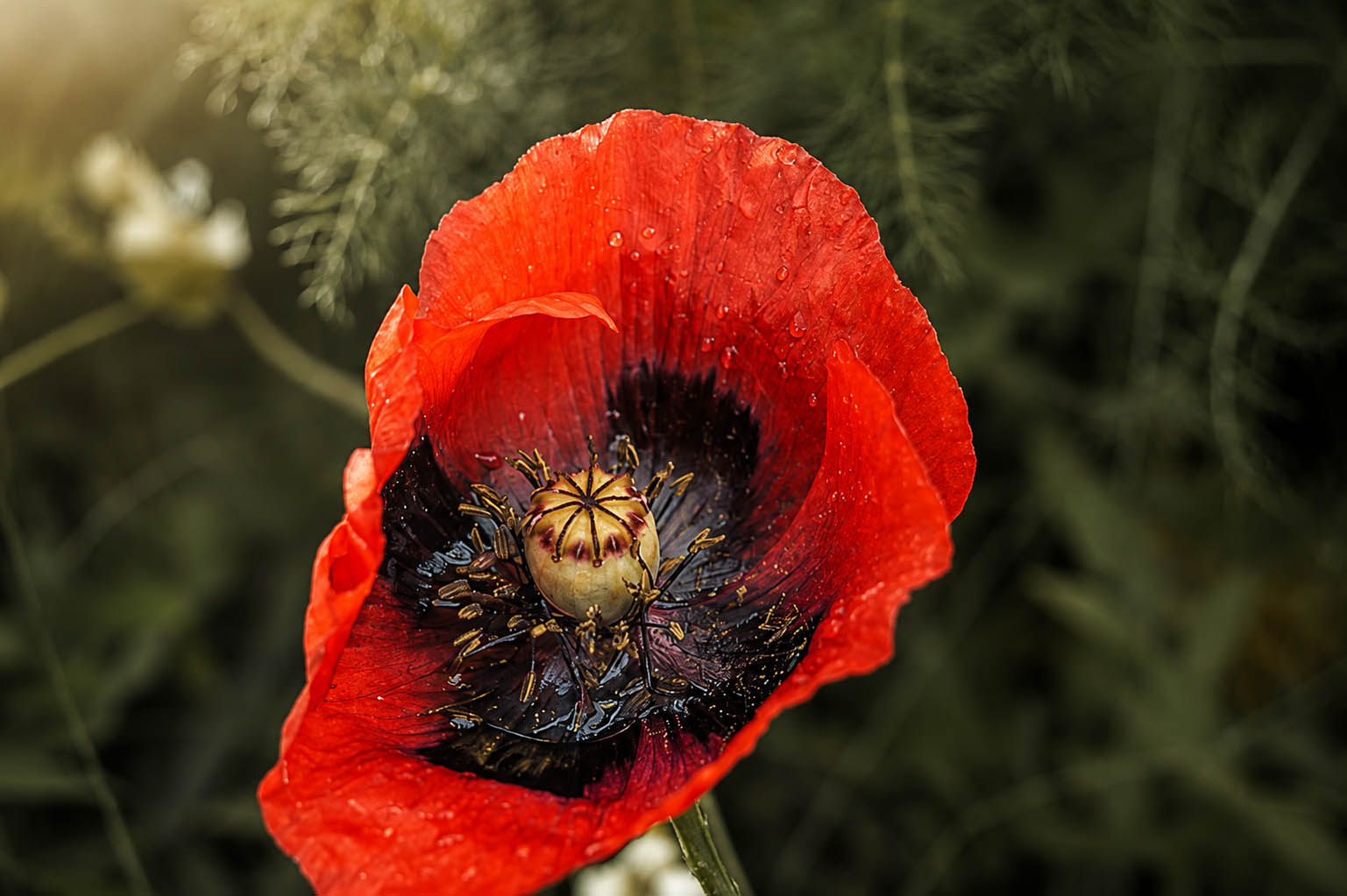 Amapola en flor
