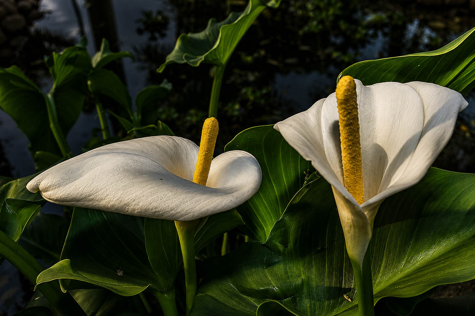 Alcatraces en flor