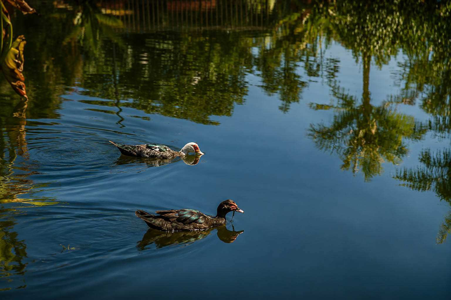 Patos en el Palmetum