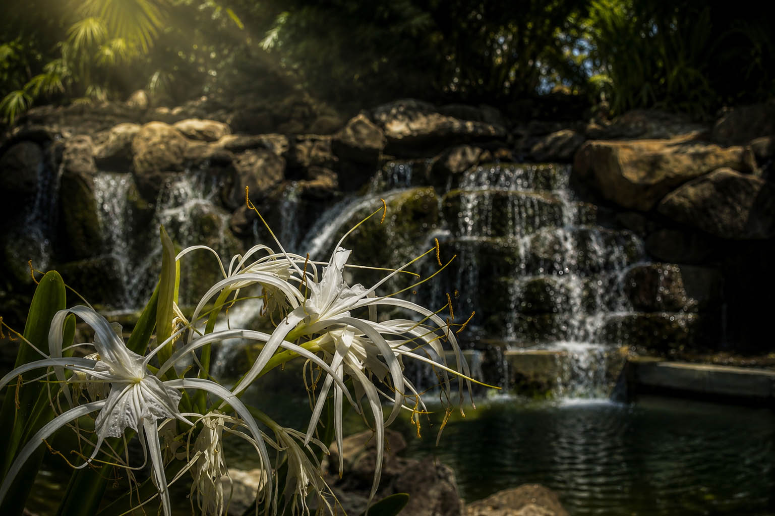 Pancratium