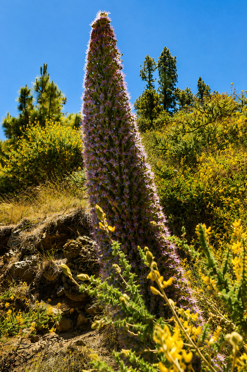 El Tajinaste de La Palma
